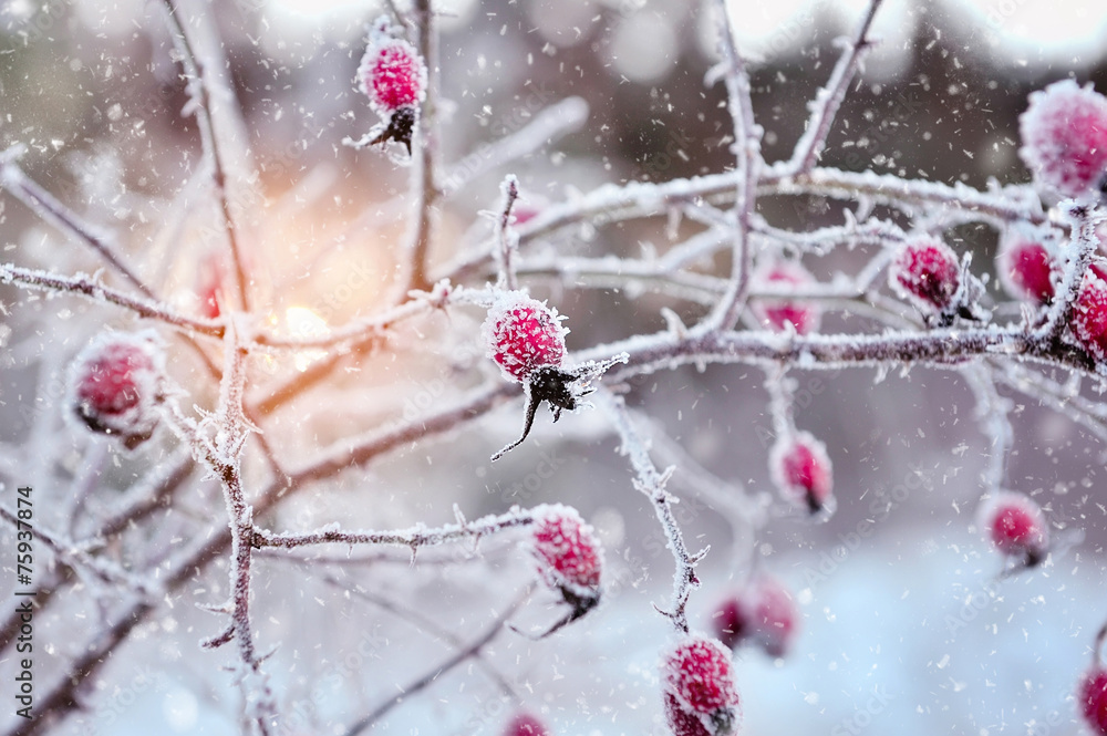 Red rosehip berries with hoar frost - obrazy, fototapety, plakaty 