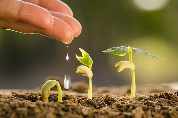 Male hand watering young plant