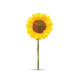 Vector abstract sunflower abstract isolated on a white backgroun
