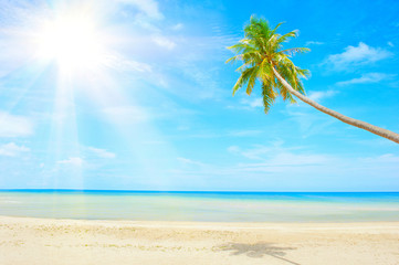 Wall Mural - beach with palm tree over the sand