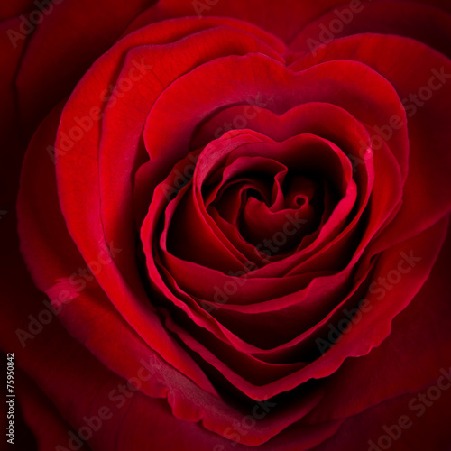Plakat na zamówienie herzförmige Rose
