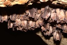Group Of Greater Horseshoe Bat (Rhinolophus Ferrumequinum)