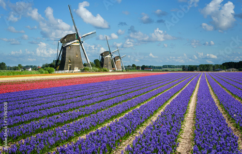 Fotografia Flowers and windmills in Holland