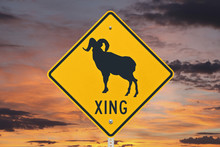 Big Horn Sheep Crossing Sign With Sunrise