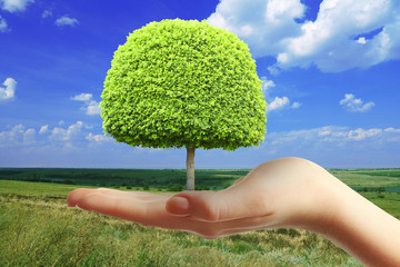 Poster - Small tree in hand on nature background