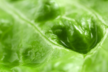 Canvas Print - Lettuce, macro view