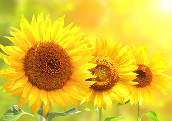 Poster - Bright yellow sunflowers