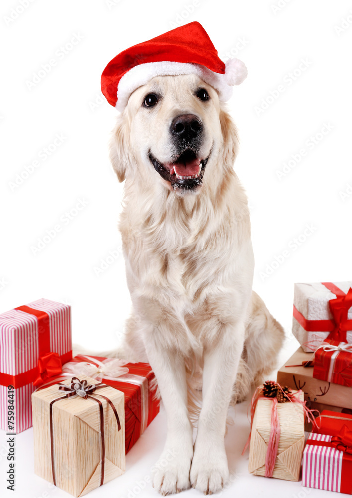 Adorable Labrador in Santa hat sitting with present boxes,