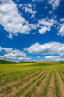 Rows of Corn Plants Growing in the Field Under Blue Sky