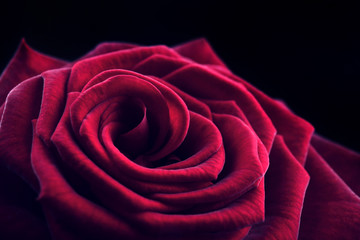 Wall Mural - Beautiful red rose close-up