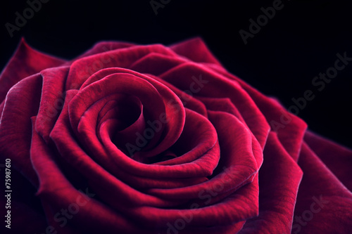 Fototapeta na wymiar Beautiful red rose close-up