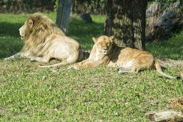 Wall Mural - Male and female lion while relaxing