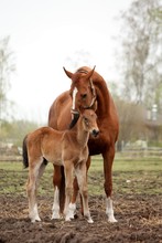 Brown Cute Foal Portrait With His Mother