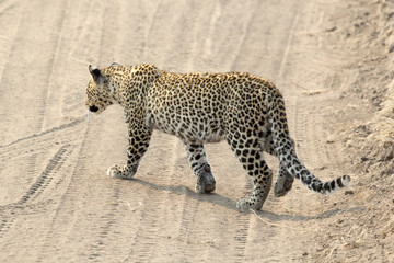 Wall Mural - Leopard crossing a road