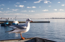 Lonely Seagull In Harbor Of Poole, United Kingdom
