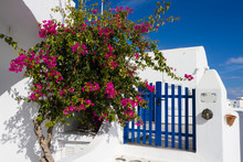 Bougainvillea And Blue Fence