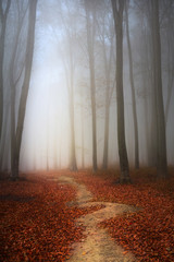 Plakat las jesień drzewa noc góra