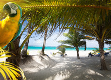 Art Vacation On Caribbean Beach Paradise