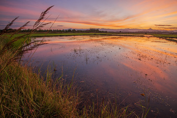 reflections old field rice in twilight time background ,Thailand