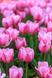 Fototapeta Tulipany - Colorful tulips in the park in Chiang Rai, Thailand