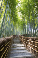  Bamboo forest walkway near adashinonenbutsuji temple, Kyoto