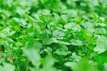 Sticker - Green corriander in growth at vegetable garden 