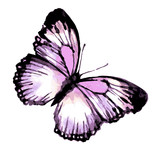 Fototapeta Motyle - butterfly394