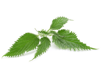 Wall Mural - Nettle