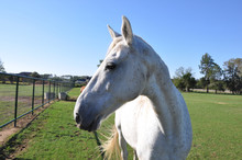 White Speckled Horse Profile