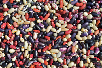 Sticker - Multicolored beans 2