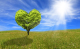 Fototapeta  - Tree in shape of heart, eco concept.