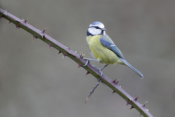 Sticker - Blue tit, Parus caeruleus