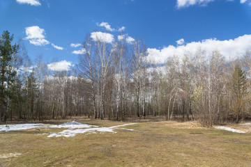 Birch forest in the early spring 2