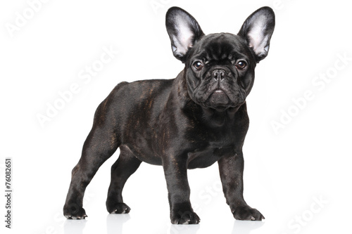 Cuadros en Lienzo French bulldog puppy on a white background