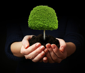 Wall Mural - Small tree in hands isolated on black