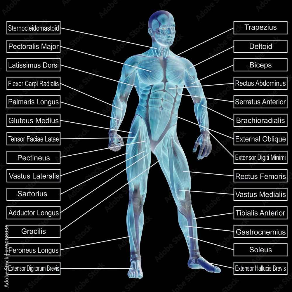 3D human male anatomy with muscles and text Stock Illustration | Adobe ...