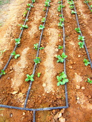 Poster - broad bean seedlings and drip irrigation