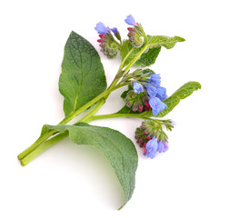 Wall Mural - Symphytum (comfrey)