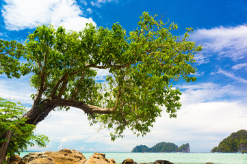 Sticker - Idyllic Coast Branches Overhanging