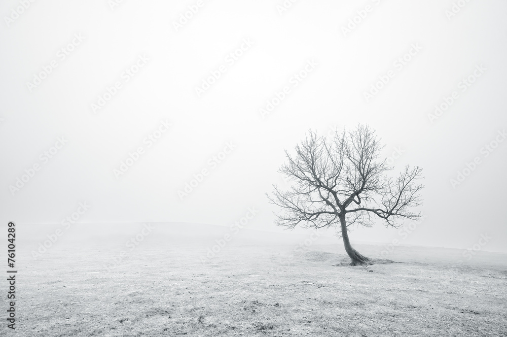 bare lonely tree in black and white - obrazy, fototapety, plakaty 