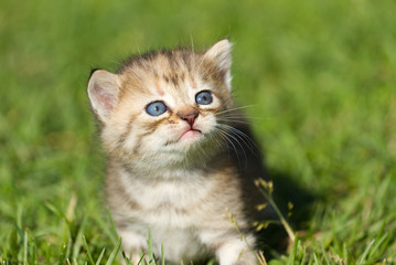 Baby kitten