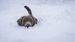 canvas print picture - Hund im Schnee