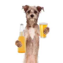 Wall Mural - Terrier Dog Drinking Beer