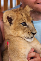 Girl playing with a little lion cub