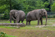 Słonie w ZOO