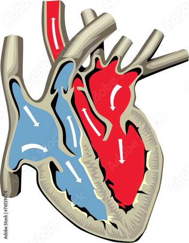 Naklejka na drzwi Human Heart Anatomy