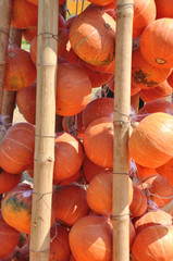 Wall Mural - orange pumpkins