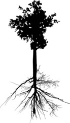 Wall Mural - deciduous tree with long stem and root on white