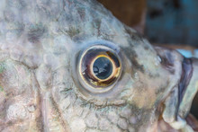 Fish Eye Close Up