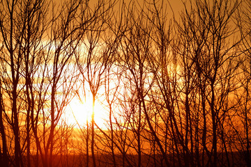 Wall Mural - Tree branches on dramatic sunset sky - abstract photo